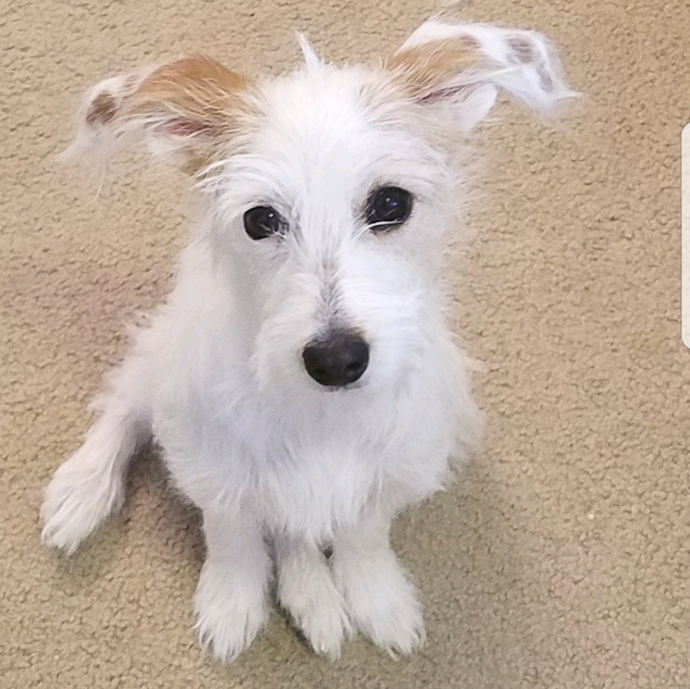 Meet your Posher, Petra